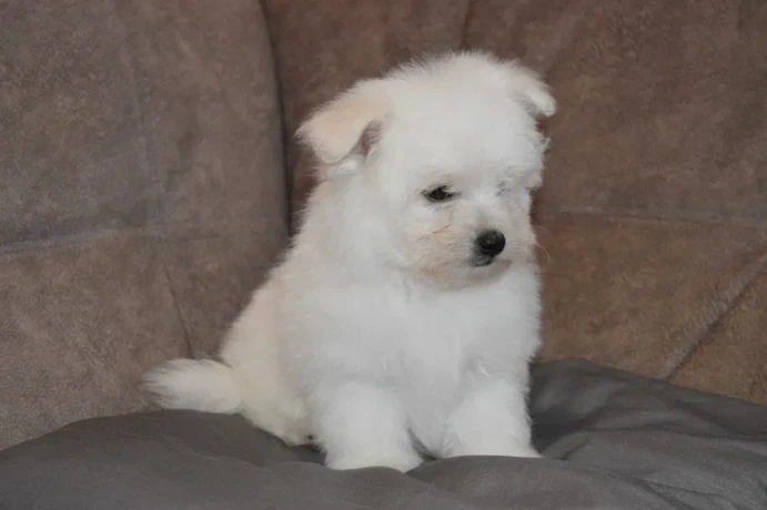 bichon-frise-puppies-are-waiting-for-loving-owners-in-new-york-city-big-2