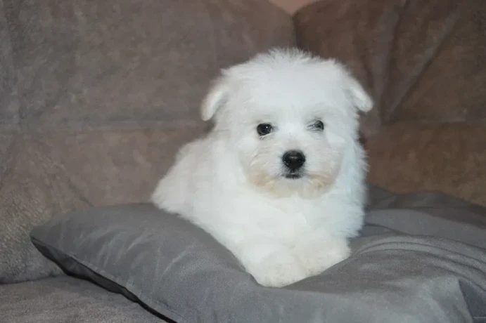 bichon-frise-puppies-are-waiting-for-loving-owners-in-new-york-city-big-0