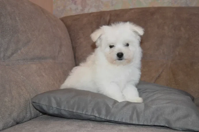 bichon-frise-puppies-are-waiting-for-loving-owners-in-new-york-city-big-1