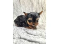 little-yorkies-looking-for-a-home-small-1