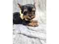 little-yorkies-looking-for-a-home-small-3