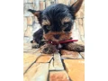 little-yorkies-looking-for-a-home-small-0