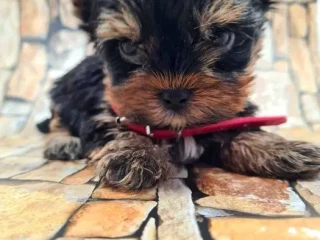 Little yorkies looking for a home