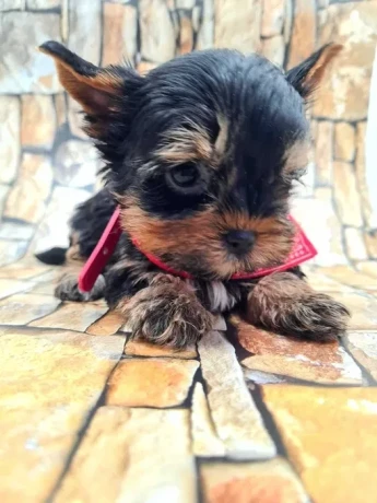 little-yorkies-looking-for-a-home-big-2