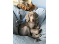 weimar-greyhound-puppies-michigan-small-5