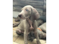 weimar-greyhound-puppies-michigan-small-1