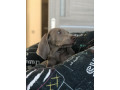 weimar-greyhound-puppies-michigan-small-4