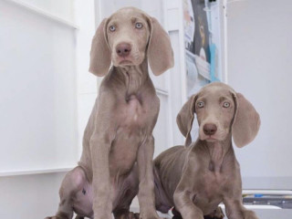 Weimar Greyhound puppies, Michigan