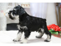 miniature-schnauzer-puppies-for-sale-in-new-york-small-2