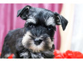 miniature-schnauzer-puppies-for-sale-in-new-york-small-3