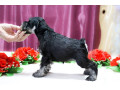 miniature-schnauzer-puppies-for-sale-in-new-york-small-6