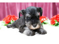 miniature-schnauzer-puppies-for-sale-in-new-york-small-9