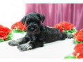 miniature-schnauzer-puppies-for-sale-in-new-york-small-4