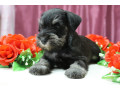 miniature-schnauzer-puppies-for-sale-in-new-york-small-7