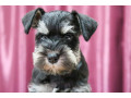 miniature-schnauzer-puppies-for-sale-in-new-york-small-8