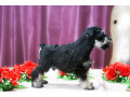 miniature-schnauzer-puppies-for-sale-in-new-york-small-10