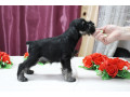 miniature-schnauzer-puppies-for-sale-in-new-york-small-1