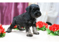 miniature-schnauzer-puppies-for-sale-in-new-york-small-5