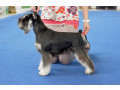 miniature-schnauzer-puppies-for-sale-in-new-york-small-0