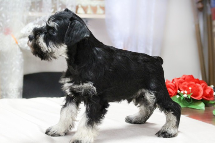 miniature-schnauzer-puppies-for-sale-in-new-york-big-2