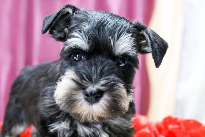 miniature-schnauzer-puppies-for-sale-in-new-york-big-3