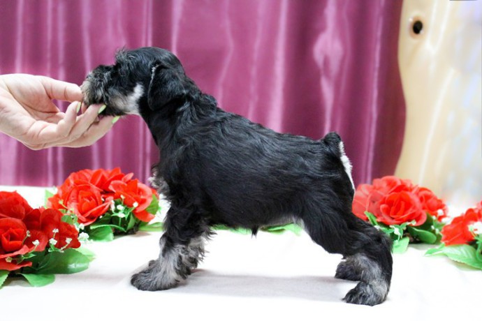 miniature-schnauzer-puppies-for-sale-in-new-york-big-6