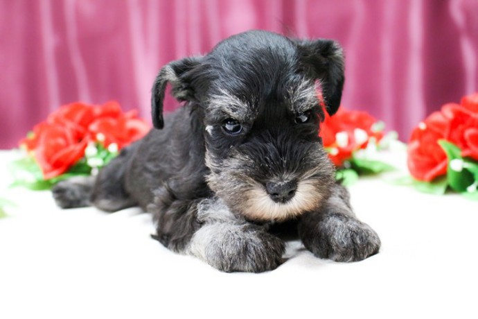 miniature-schnauzer-puppies-for-sale-in-new-york-big-9