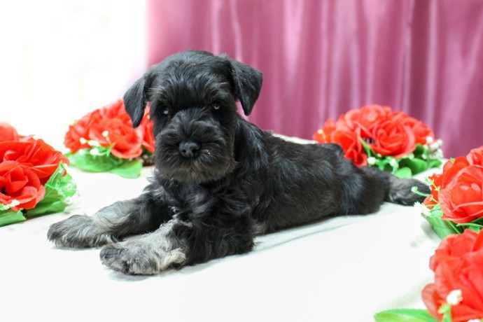 miniature-schnauzer-puppies-for-sale-in-new-york-big-4