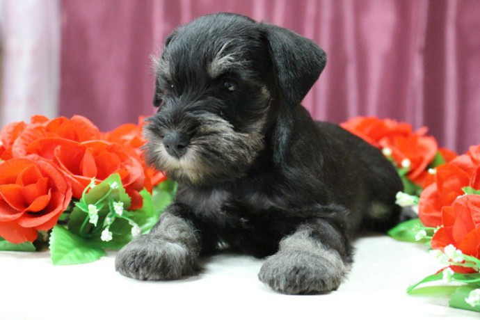 miniature-schnauzer-puppies-for-sale-in-new-york-big-7