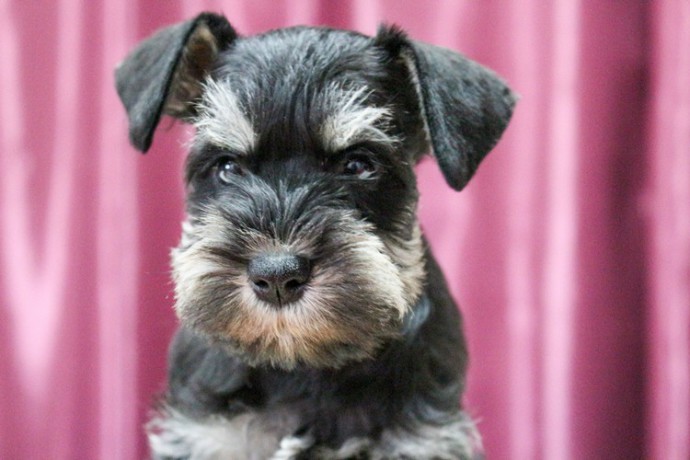 miniature-schnauzer-puppies-for-sale-in-new-york-big-8