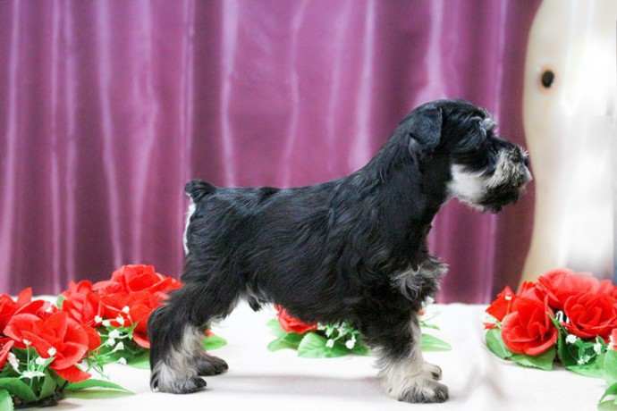 miniature-schnauzer-puppies-for-sale-in-new-york-big-10