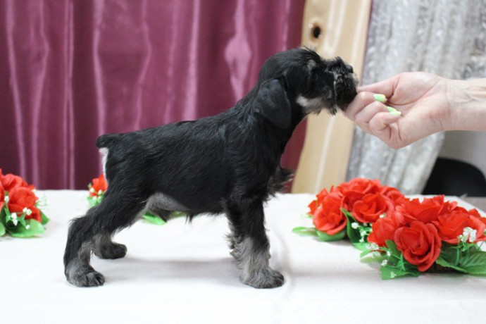 miniature-schnauzer-puppies-for-sale-in-new-york-big-1