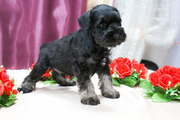 miniature-schnauzer-puppies-for-sale-in-new-york-big-5