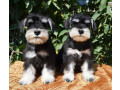 2-miniature-schnauzer-puppies-available-for-reservation-in-nyc-small-0