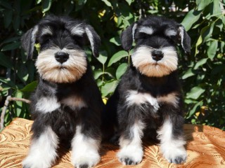 2 Miniature Schnauzer puppies available for reservation in NYC