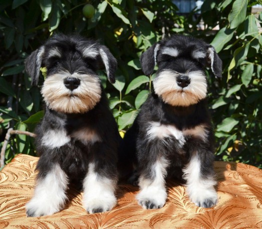 2-miniature-schnauzer-puppies-available-for-reservation-in-nyc-big-0