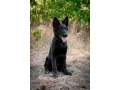 incredible-beauty-a-black-german-shepherd-dog-small-1