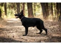 incredible-beauty-a-black-german-shepherd-dog-small-3