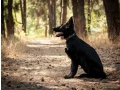 incredible-beauty-a-black-german-shepherd-dog-small-5