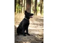 incredible-beauty-a-black-german-shepherd-dog-small-6