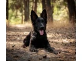 incredible-beauty-a-black-german-shepherd-dog-small-2