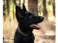 incredible-beauty-a-black-german-shepherd-dog-small-0