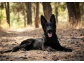 incredible-beauty-a-black-german-shepherd-dog-small-4