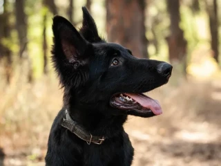 Incredible beauty! A black German shepherd dog