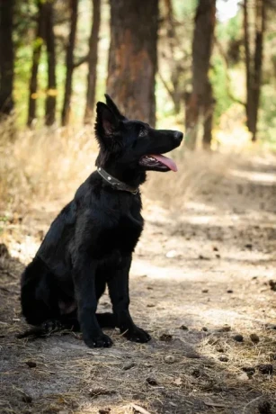 incredible-beauty-a-black-german-shepherd-dog-big-6