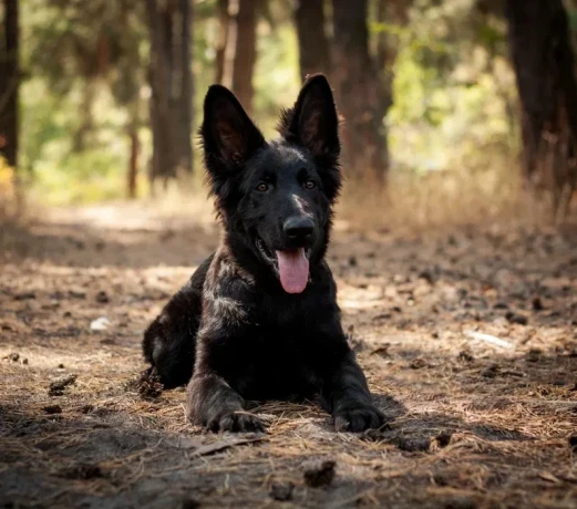 incredible-beauty-a-black-german-shepherd-dog-big-2