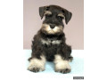 miniature-schnauzer-boy-is-ready-for-adoption-in-atlanta-small-0