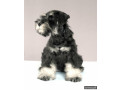 miniature-schnauzer-boy-is-ready-for-adoption-in-atlanta-small-1