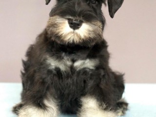 Miniature Schnauzer boy is ready for adoption in Atlanta