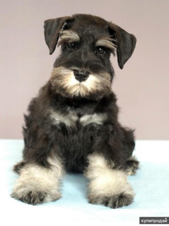 miniature-schnauzer-boy-is-ready-for-adoption-in-atlanta-big-0